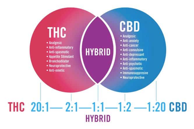 thc-vs-cbd,thc,cbd,endoca,φαρμακείο cbd,hemp oil,cbd extracts,cbd πάστα,κανναβιδιόλη,παστα κανναβιδιόλης,cbd,cbda,cbd shop, cbd ελλαδα, κανναβιδιολη, κανναβιδιόλης, cbd ανθοι, cbd oil που βοηθαει, η κανναβη θεραπευει τον καρκινο, κανναβη αποποινικοποιηση, κανναβη βιολογικη, κανναβη βρωσιμη, κανναβη για καπνισμα, κανναβη δεντρο, κανναβη διατροφη, κανναβη επιπτωσεις, κανναβη ηλεκτρονικο τσιγαρο, κανναβη θεραπευτικες ιδιοτητες, κανναβη ισραηλ, κανναβη μαγαζια, κανναβη ναρκωτικο, κανναβη νομοσχεδιο, κανναβη ξανθη, κανναβη σε γλαστρα, κανναβη υγρασια, κανναβη φωτο, κανναβη χρησεις, κανναβη ψωριαση, κανναβη ωριμανση, cbd καρκινος, cbd προιοντα, κάνναβη shop, cbd τσαι, λαδι κανναβης cbd ιδιοτητες, cbd world θεσσαλονικη, cbd ιωαννινα, cbd τιμη, cbd μαρουσι, cbd φουντα, κανναβη για μαλλια, cbd shop θεσσαλονικη, cbd δραση, κάνναβη στην ελλάδα, κανναβη καρκινος, κανναβη πωληση, τι ειναι ο κάνναβης, cbd ακαδημιας, cbd ανθοι skroutz, cbd για αγχος, cbd η thc, cbd θεσσαλονικη ερμου, cbd λαμια, cbd λευκαδα, cbd μυτιληνη, cbd νομοθεσια κυπρος, cbd σταγονες, cbd τοξικολογικες, cbd ψωριαση, ψυχιατρος cbd, cbd την ακους, κάνναβη ημερίδα, κάνναβη λάμπες, κανναβη βολος, κανναβη ροδος, κανναβη υδραυλικου, κανναβη φορουμ, κανναβη ωφελειες, enecta, cbd τι ειναι, cbd λαδι αγορα, cbd λαδι ελλαδα, cbd χονδρικη, cbd oil θεσσαλονικη, κανναβη υπνος, cbd oil shop ρόδος, cbd oil ιδιοτητες, cbd oil ροδος, κανναβη αθηνα, κανναβη αρχαια ελλαδα, κανναβη βλαβες, κανναβη διατροφικη αξια, κανναβη ελαιο, κανναβη ελλαδα 2018, κανναβη και ζαχαρο, κανναβη μαλλια, κανναβη οιλ, κανναβη σατιβα, κανναβη σοπ, κανναβη τιμη κιλου, κανναβη φαρμακευτικες ιδιοτητες, κανναβη χανια, κανναβη χορτο, ρητινη κανναβη, φαρμακευτικη κανναβη ξυλοκαστρο, φαρμακευτικη κανναβη ριζοσπαστης, cbd υπνος, κανναβη χονδρικη, cbd για καπνισμα, cbd λαδι ιδιοτητες, κανναβιδιολη cbd, κανναβιδιολη αγορα, κανναβη λαδι, cbd world, η κανναβη στην ελλαδα, κανναβη αγγλικα, κανναβη βικιπαιδεια, κανναβη βιομηχανικη, κανναβη βοτανο, κανναβη για φαρμακευτικη χρηση, κανναβη θεραπεια καρκινου, κανναβη θεραπευτικες ιδιοτητες σκπ, κανναβη θετικα και αρνητικα, κανναβη ιατρικη, κανναβη ιντικα, κανναβη λαρισα, κανναβη λευκα αιμοσφαιρια, κανναβη λουλουδι, κανναβη νεα, κανναβη νομοθεσια 2017, κανναβη ολη η αληθεια, κανναβη ουρα, κανναβη ουσια, κανναβη ουσιες, κανναβη παρκινσον, κανναβη πρωτεινη, κανναβη συζητησεις, κανναβη υφασμα, κανναβη ψυχαγωγικη, το ίαμα κάνναβη, φαρμακευτικη κανναβη ξανθη, cbd πονος, κανναβη προιοντα, cbd για υπνο, cbd ηρακλειο, cbd oil οφελη, thc cbd διαφορες, δοσολογια cbd oil, θεραπευτικες ιδιοτητες cbd, κανναβη για τον καρκινο, cbd αλεξανδρουπολη, cbd αμπελοκηποι, cbd βολος, cbd γκαζι, cbd μελι, cbd νεα ιωνια, cbd παρενέργειες, cbd σερρες, cbd φορουμ, cbd φουντες, cbd χαλαρωση, cbd χαλκιδικη, cbd χρησεις, cbd ψυχολογια, ημικρανια cbd, τι ειναι η cbd, το βοτανι cbd, φθηνο cbd, cbd καψουλες, cbd περιπτερο, ημερη κανναβη ιδιοτητες, κάνναβη δικαιώματα, κανναβιδιολη αυτισμος, κανναβη σποροι, cbd greece, cbdoilshop, cbd αθηνα, cbd oil βολος, κάνναβη θεσσαλονικη, κανναβη 420, κανναβη αυτισμος, κανναβη για τον πονο, κανναβη διαβητης, κανναβη διπολικη διαταραχη, κανναβη εκθεση, κανναβη εξετασεις αιματος, κανναβη θετικα, κανναβη λαδι cbd, κανναβη μεταφραση, κανναβη νομιμη, κανναβη νομοθεσια 2018, κανναβη ολλανδια, κανναβη ρευματοειδης αρθριτιδα, κανναβη ροφημα, κανναβη στα περιπτερα, κανναβη στην ελλαδα, κανναβη υδραυλικων τιμη, κανναβη φεστιβαλ, κανναβη χωρις thc, κανναβη ψυχωση, ψυχιατρος κανναβη, cbd ελαιο, cbd ατμισμα, cbd δερμα, cbd χορτο, cbd λαδι για ανοια, cbd μαστουρα, cbd χρηση, cbd παστα, cbd σκρουτζ, cbd δοση, cbd λαδι κανναβης, cbd μαγαζι, cbd με thc, cbd ουσια, διαφορα cbd thc, κάνναβη φυτό, κανναβη και στυτικη δυσλειτουργια, κανναβη καρκινος πνευμονα, κανναβη κυπρος, cbd oil shop ξανθη, cbd oil για ψωριαση, cbd αυπνια, cbd για γατες, cbd δαφνη, cbd ελαιο κανναβησ, cbd ελλαδα νομοθεσια, cbd ζελεδακια, cbd ημιμονιμα, cbd μεταφραση, cbd τιμες, cbd υπερταση, cbd υπνηλια, cbd ανθος, cbd επιληψια, cbd και σκλήρυνση κατά πλάκας, κάνναβη δίκη, κανναβη γλυφαδα, κανναβη δεθ, κανναβη θανατος, κανναβη ορισμος, κανναβη φωτοπεριοδου, κανναβιδιολη και καρκινος, κανναβιδιολη παρενεργειες, λάδι κανναβη και σκληρυνση κατα πλακας, φαρμακευτικη κανναβη 2019, φαρμακευτικη κανναβη ροδος, ψυχαγωγικη κανναβη ελλαδα, cbd δοσολογια, κανναβη αγορα, κανναβη τιμη, cbd αγχος, cbd companies stock, κάνναβη ελλάδα, κανναβη αδυνατισμα, κανναβη αρκαδια, κανναβη βεροια, κανναβη για ιατρικους λογους, κανναβη εθισμος, κανναβη θεραπεια, κανναβη ισπανια, κανναβη καλλιεργεια στο σπιτι, κανναβη νομιμοποιηση, κανναβη τι ειναι, κανναβη τι προκαλει, κανναβη τσιγαρο, κανναβη υγεια, κανναβη υδραυλικα, κανναβη υπερ και κατα, κανναβη χημικος τυπος, κανναβη ψυχολογια, κανναβη ψυχωτικο επεισοδιο, κανναβη τσαι, cbd θεσσαλονικη, pharmacycbd, cbd σοκολατα, cbd θετικα, cbd υγρα αναπληρωσης, cbd για ατμισμα, cbd για ηλεκτρονικο τσιγαρο, cbd καταστηματα, cbd βεροια, cbd νεαπολη, κανναβη χαλκιδα, cbd πατρα, cbd χανια, κάνναβη thc, κάνναβη τιμη ελλαδα, κανναβη βιταμινες, κανναβη ελλαδα νομιμοποιηση, cbd oil νεα ιωνια, cbd βικιπαιδεια, cbd εθισμος, cbd θεραπεια, cbd ροδος, cbd στα περίπτερα, cbd στην ελλαδα, cbd τσιχλες, cbd υποθετα, cbd φαιδριαδων, cbd παρος, cbd πειραιας, κανναβη πατρα, cbd παλληνη, cbd νομοθεσια, cbd μοναστηρακι, κανναβιδιολη forum, cbd καλαμαρια, cbd γλυφαδα, cbd λαρισα, κανναβη ελλαδα αγορα, cbd χαλκιδα, ιατρικη κανναβη θεραπευτικες ιδιοτητες, cbd νομιμο, κανναβη για πονους, κανναβη θεραπευτικη, κανναβη με thc, κανναβιδιολη και παρκινσον, κανναβιδιολη και ψωριαση, υπερδοσολογια cbd, cbd oil δραμα, cbd oil οινοφυτα, cbd βιταμινες, cbd ηλιουπολη, cbd θυροειδης, cbd και ινομυαλγια, cbd και ψωριαση, cbd καπνισμα, cbd καπνος, cbd πανορμου, cbd ρετζικι, cbd σκληρυνση κατα πλακας, cbd στα περιπτερα, cbd τι κανει, cbd τσιγαρα, cbd υγεια, βαμμα cbd, cbd 3 ιδιοτητες, κάνναβη ρεθυμνο, κανναβη βιβλιο, κανναβη δραμα, κανναβη ελλαδα 2019, κανναβη μαγαζι αθηνα, κανναβη περιπτερο, κανναβη στο μπαλκονι, κανναβη ταεκβοντο, κανναβη χαλανδρι, cbd oil, κάνναβης, cbd λαδι, κανναβιδιόλη, cbd thessaloniki, cbd ιδιοτητες, cbd οφελη, cbd oil ηλεκτρονικο τσιγαρο, cbd oil ξανθη, κανναβη 2018, κανναβη αρθριτιδα, κανναβη αρνητικα, κανναβη για ηλεκτρονικο τσιγαρο, κανναβη για καρκινο, κανναβη ημαθια, κανναβη ημερη, κανναβη ινδικη, κανναβη λιπασμα, κανναβη λιπασματα, κανναβη μαριχουανα, κανναβη ξυλοκαστρο, κανναβη ονειροκριτης, κανναβη οφελη, κανναβη ριζοσπαστης, κανναβη ρουχα, κανναβη ταχυκαρδια, κανναβη τριχοπτωση, κανναβη υδραυλικων, κανναβη χρηση, φεκ κανναβη 2018, cbd σποροι, cbd ζωγραφου, κανναβη και αυτοανοσα, ψυχαγωγικη κανναβη ελλαδα 2019, cbd συνταγμα, cbd εοφ, cbd και αλκοολ, cbd και ομοιοπαθητικη, ινδικη κανναβη θεραπευτικες ιδιοτητες, κάνναβης και καρκίνος, cbd oil ζωγραφου, cbd για το αγχος, cbd γνωμες, cbd ενδειξεις, cbd επιδραση, cbd ηλεκτρονικο, cbd ημικρανιες, cbd θεαγενειο, cbd νομοθεσια ελλαδα, cbd ξανθη, cbd ρεθυμνο, κάνναβη λιμενικό, κανναβη η τεφλον, κανναβη ηρακλειο, κανναβη ιωαννινα, κανναβη μπαρ θεσσαλονικη, κανναβη νομοθεσια, κανναβη ονομασιες, κανναβη σε περιπτερα, κανναβη στερητικα, κανναβη υπογλυκαιμια, κανναβη ψωμι, τι ειναι η κανναβιδιολη, φαρμακευτική κάνναβη για εμπόρουσ, cbd υγρα, cbd χιος, cbd ψυχωση, κάνναβη skunk, κάνναβη ηπειρος, κάνναβη και κοκαΐνη, κανναβη 2019, κανναβη δαφνη, κανναβη θεσεις εργασιας, κανναβη νομοθεσια 2019, κανναβη νομος, κανναβη περιστερι, ο κάνναβης, ραπερ κανναβη, ψημενη κανναβη,